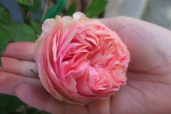 DSCF3769